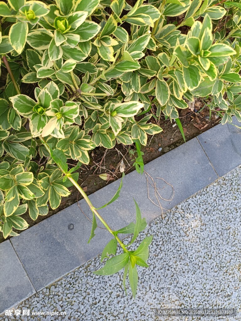 路边绿植与单株小草