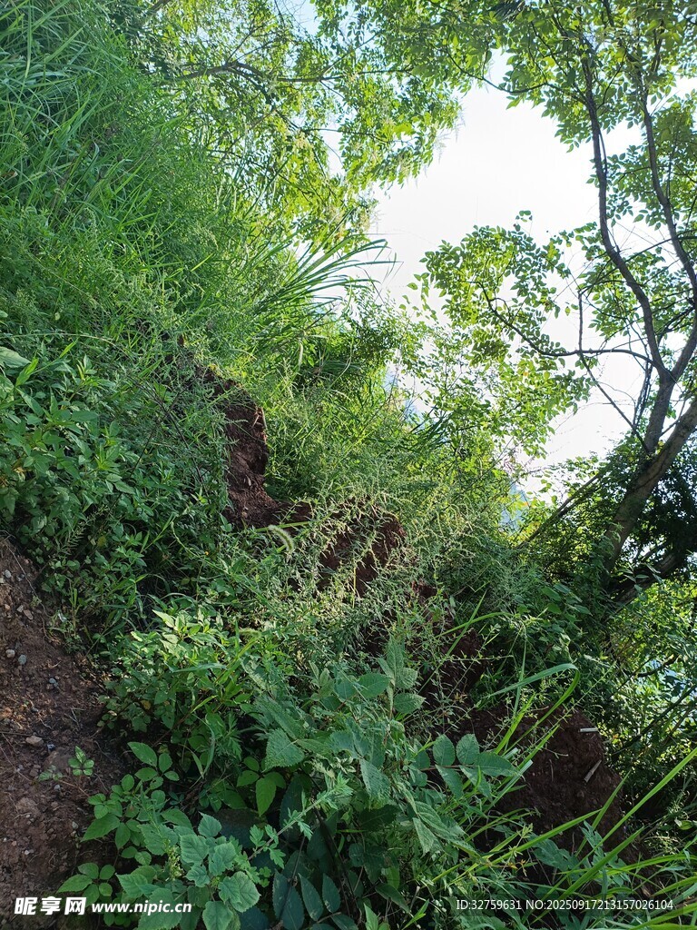 山间绿意盎然的小径