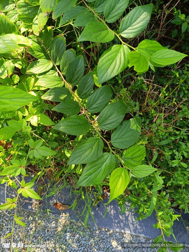 翠绿繁茂的地面植物景观