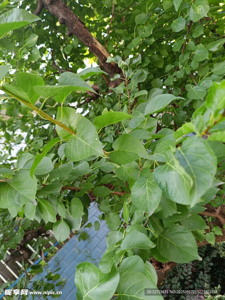 绿叶繁茂的树枝景观