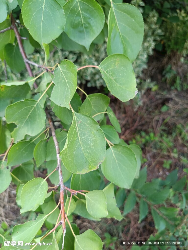 嫩绿树叶特写