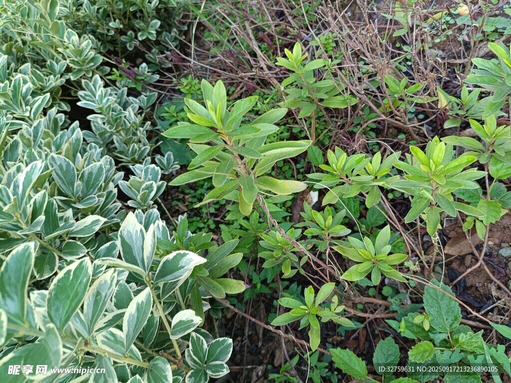 多样绿植展现自然生机