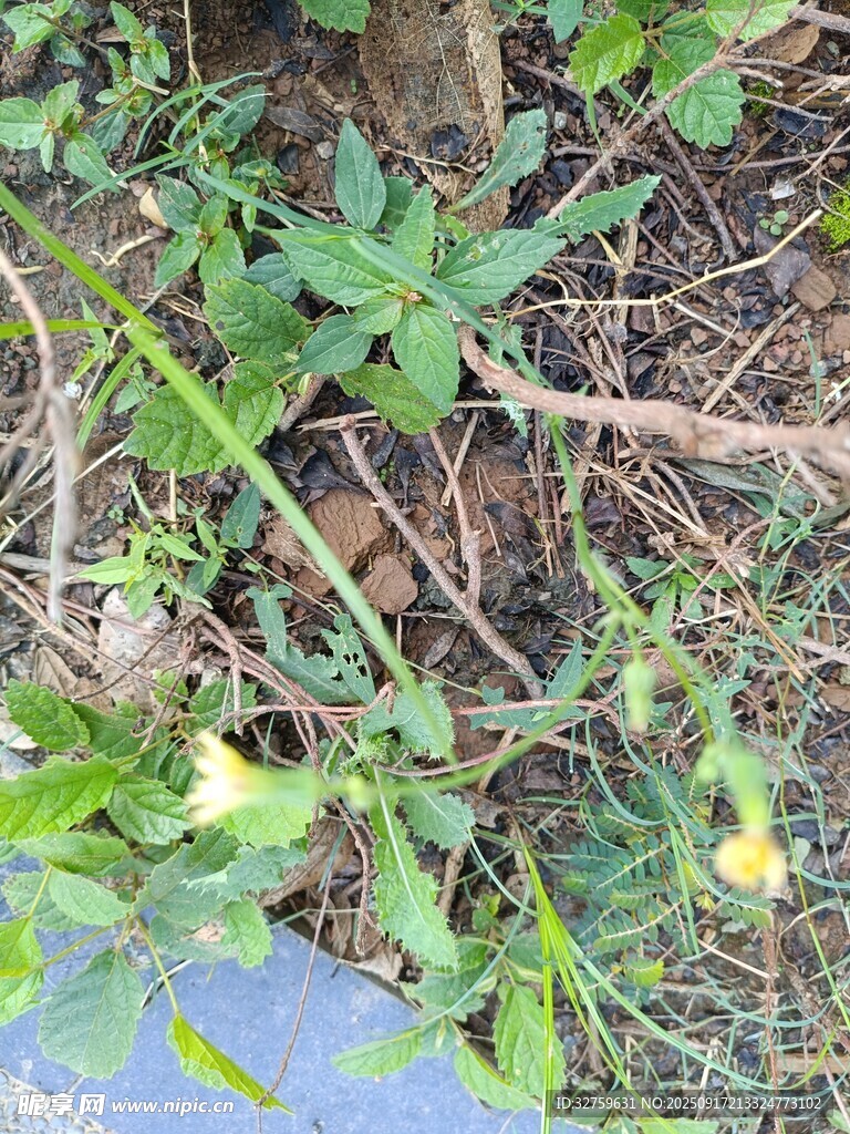 地面绿植与枯枝景象
