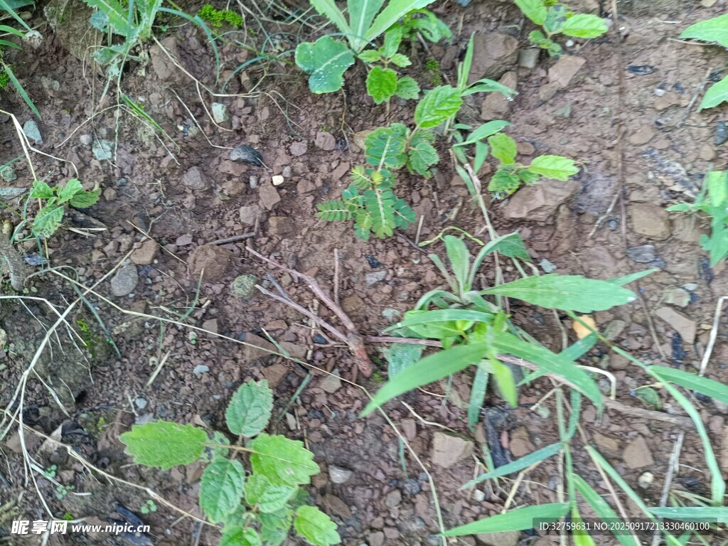 地面嫩绿幼苗生长景象
