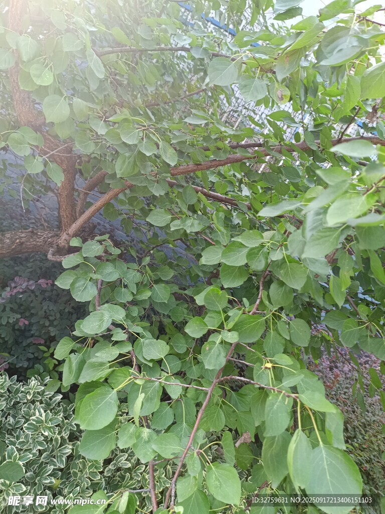 绿叶繁茂的植物景观