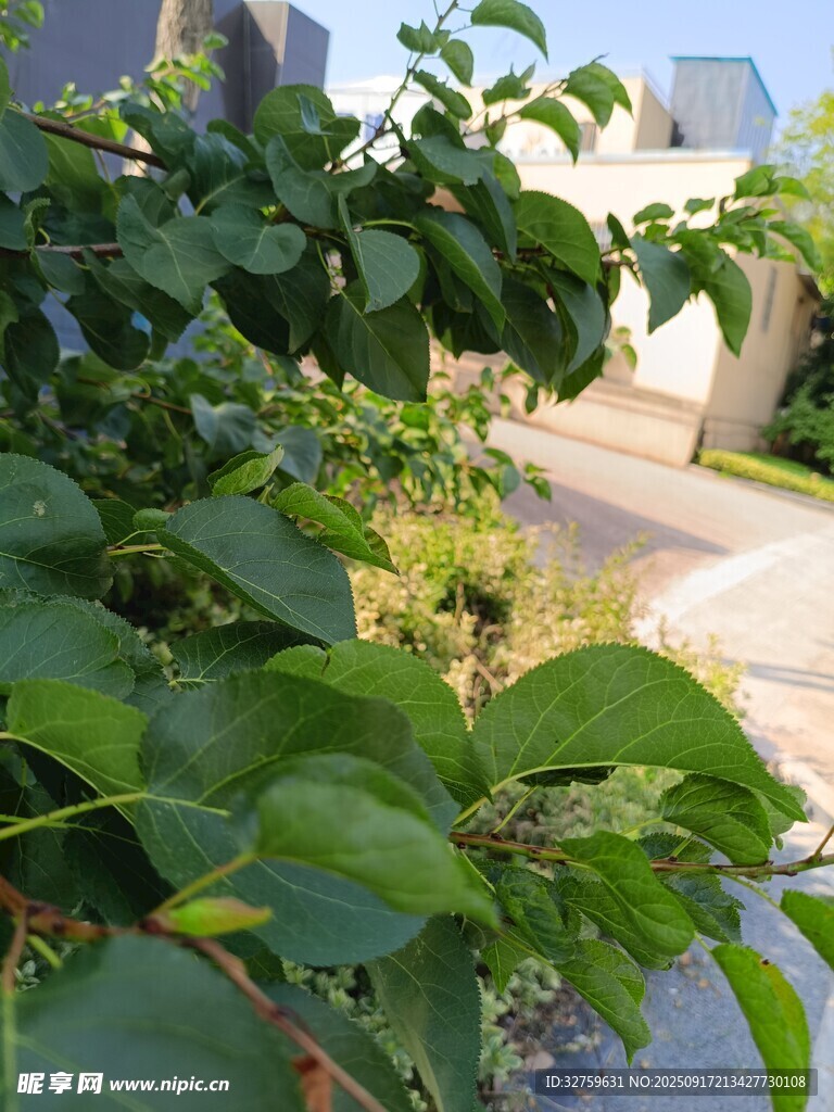 路边繁茂绿植