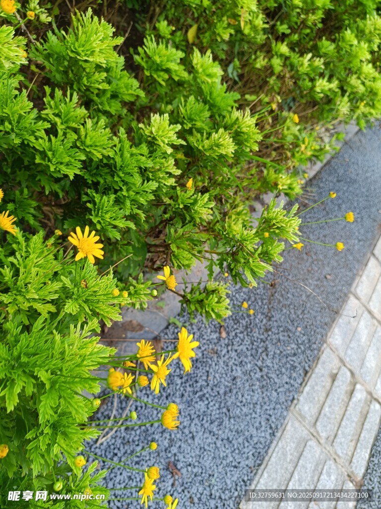 路边绿植与散落黄花