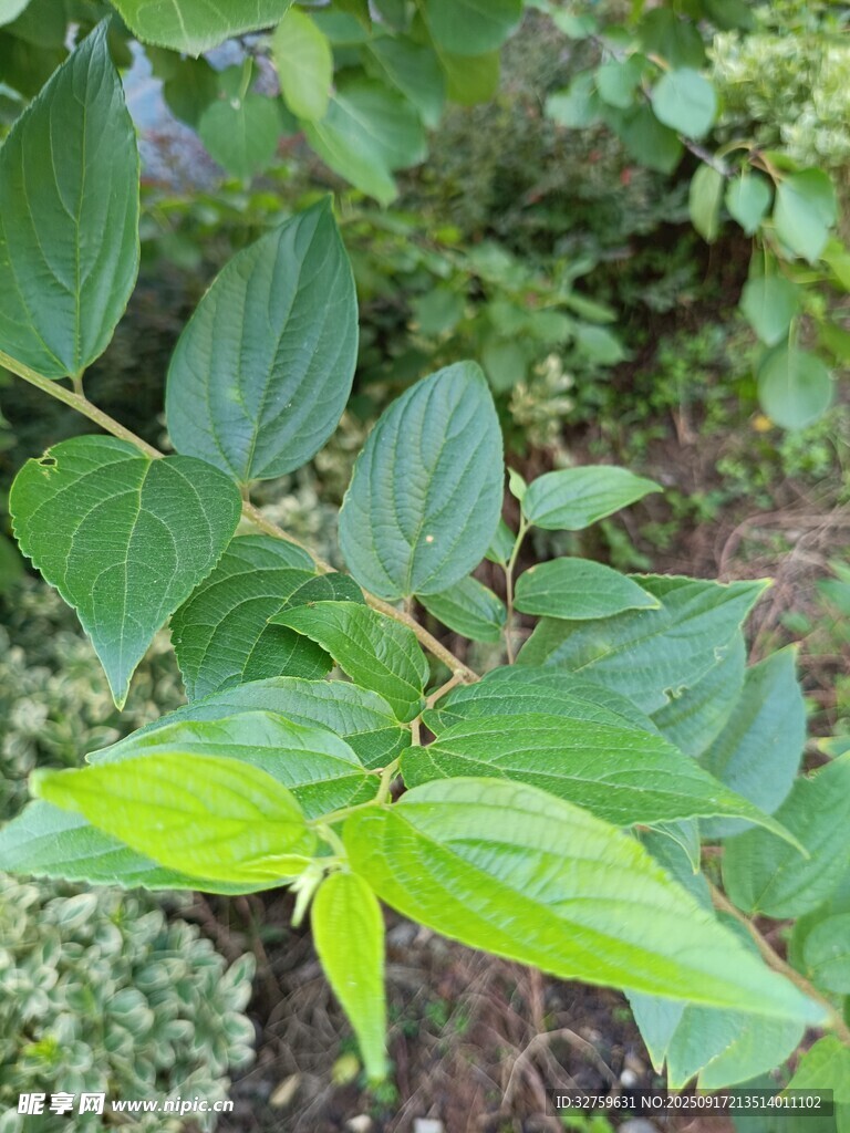 绿叶植物特写
