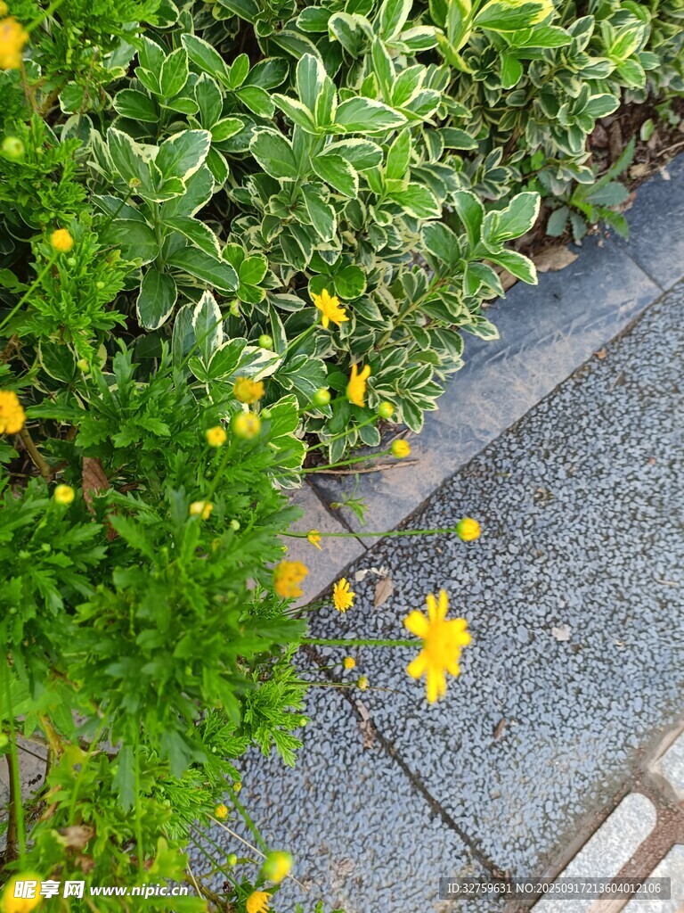 路边绽放的黄色小花