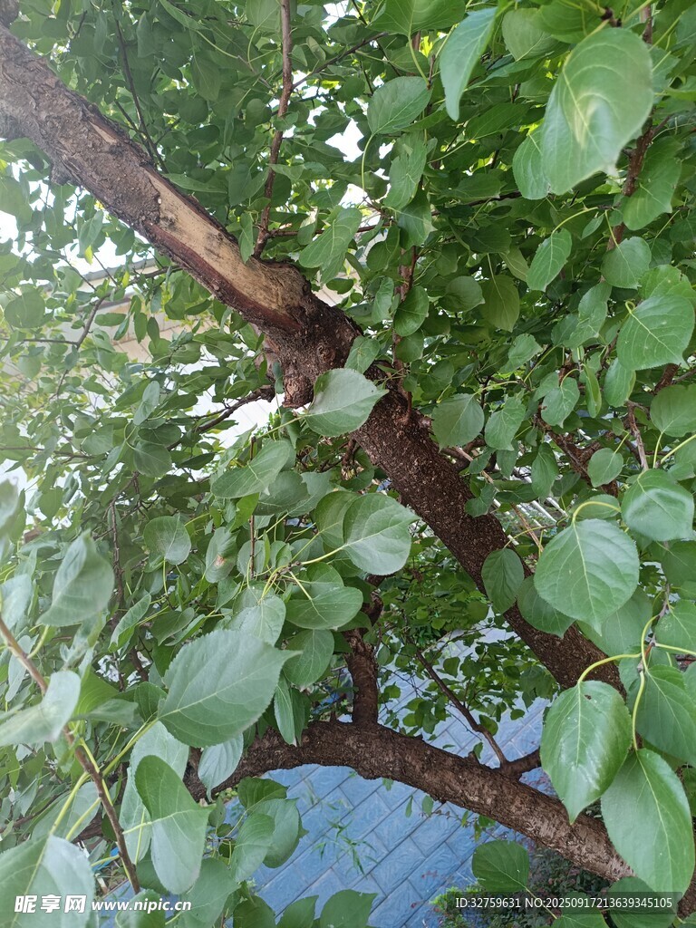 绿叶繁茂的树枝