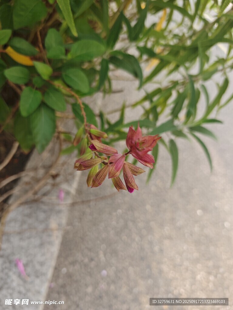 娇艳石榴花绽放枝头