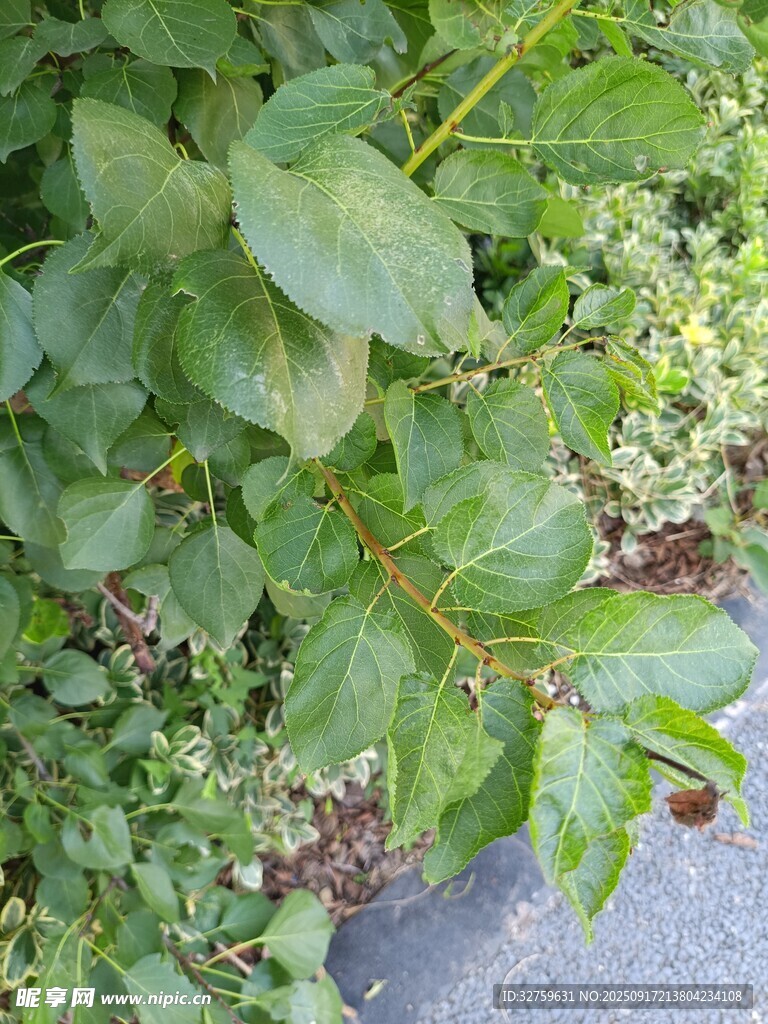 绿叶植物近景特写