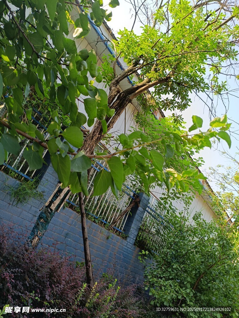 庭院绿植景观