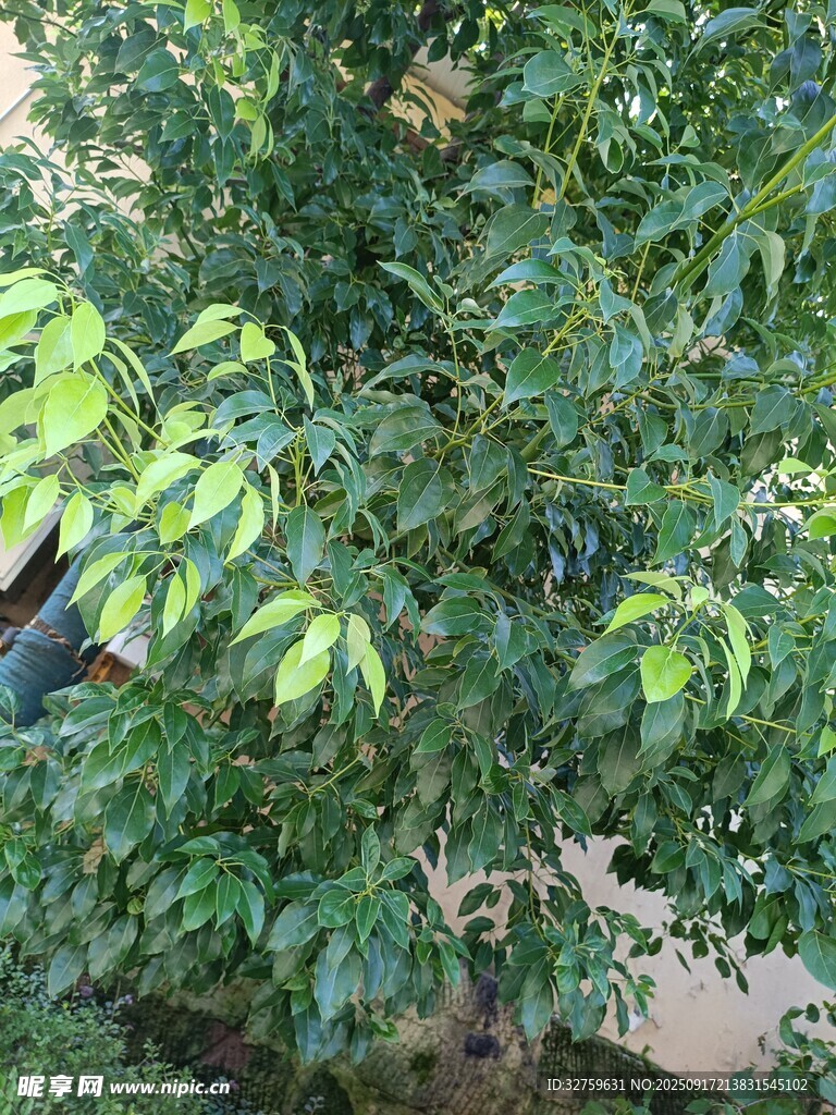 绿叶繁茂的树木