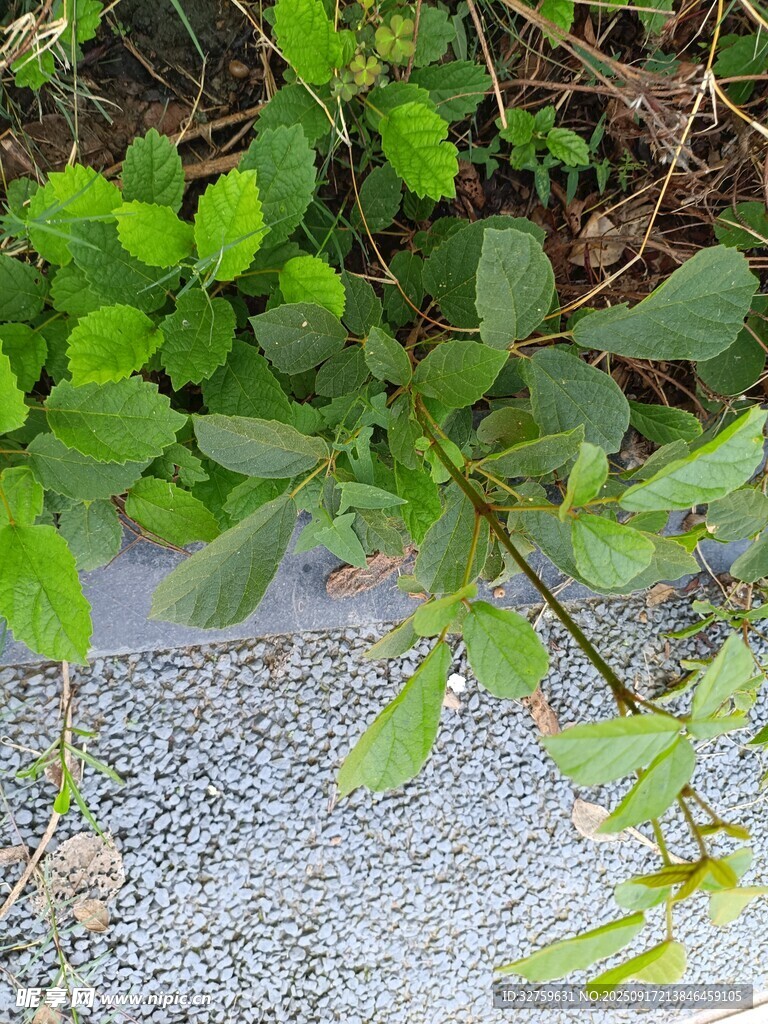 绿叶植物生长于碎石旁