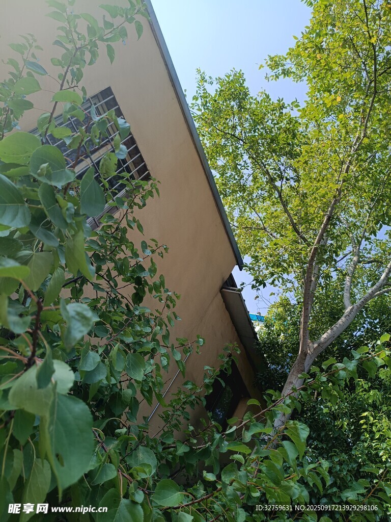 绿植环绕的房屋一角