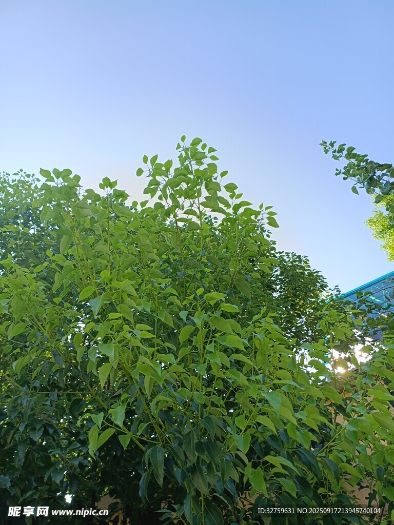 繁茂绿树 