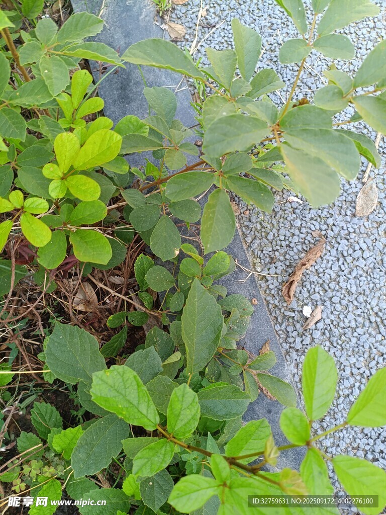 地面绿植特写