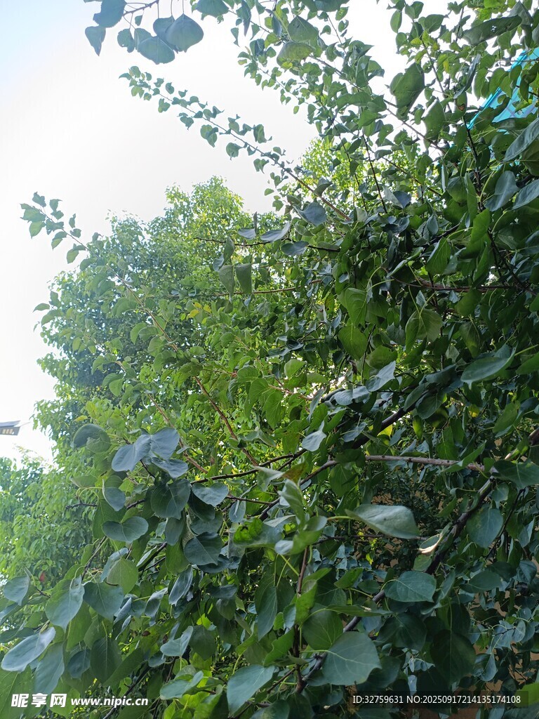 繁茂绿植 