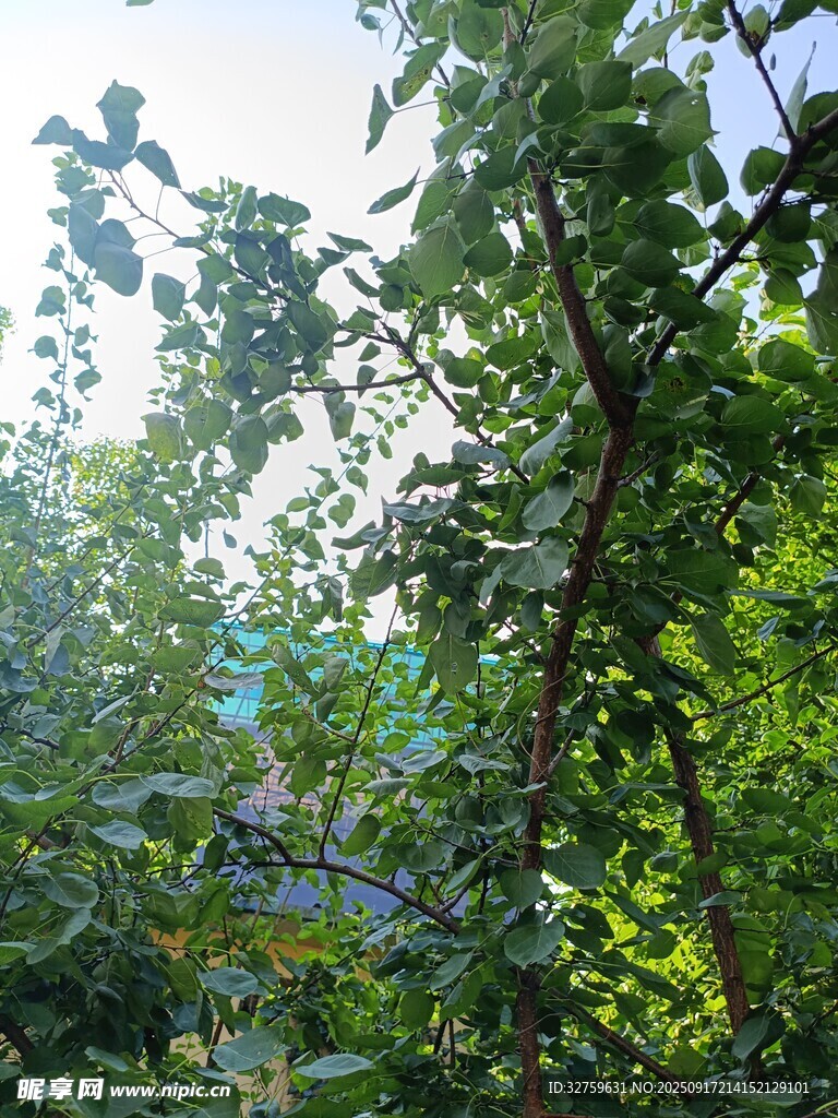 繁茂绿树 