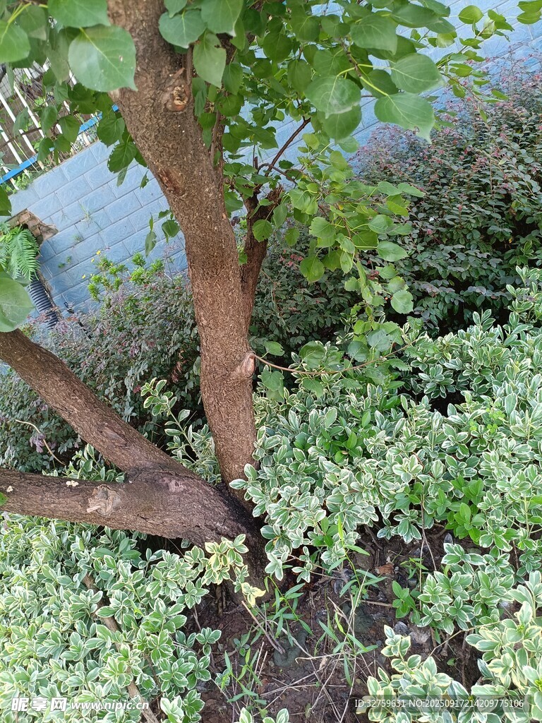 树下绿植景观