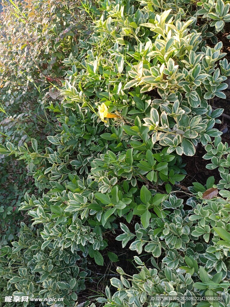 翠绿繁茂的灌木丛