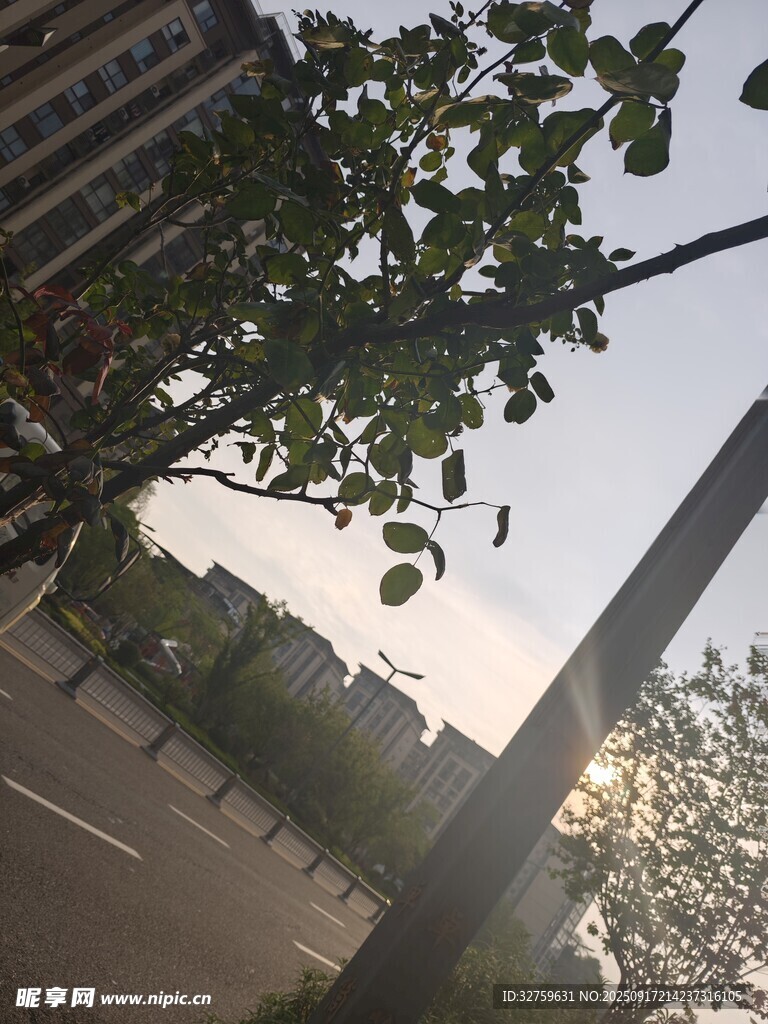 街道旁枝叶繁茂的绿树