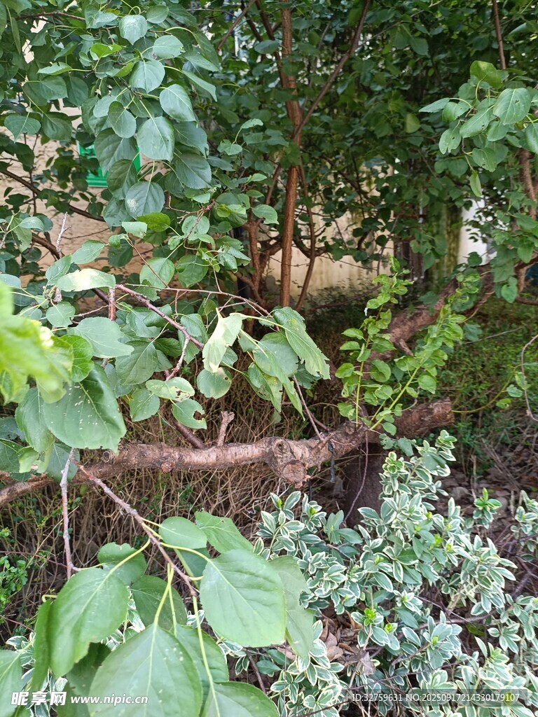 花园绿植景观