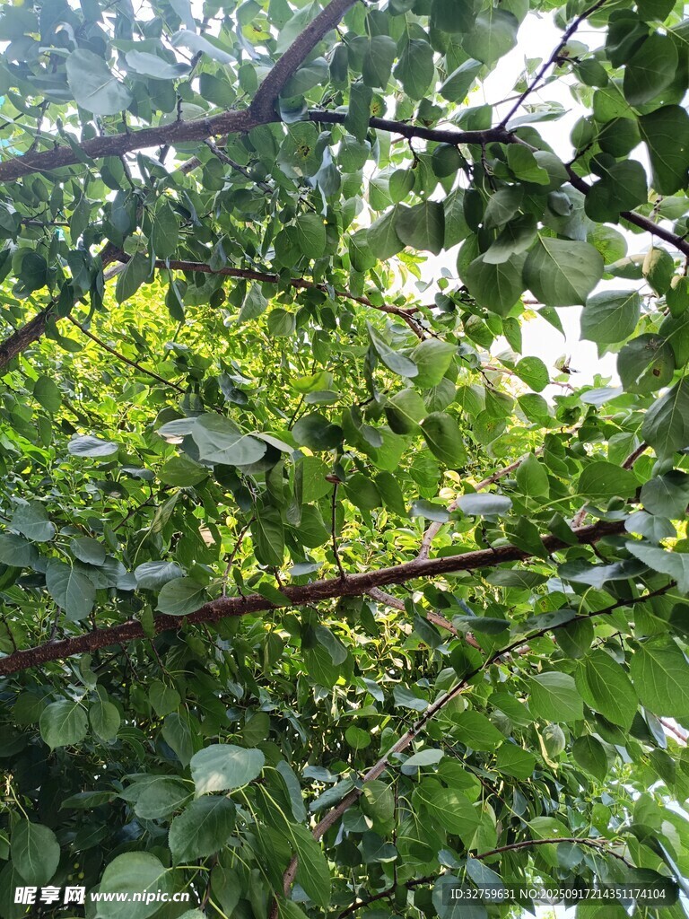 繁茂绿植 