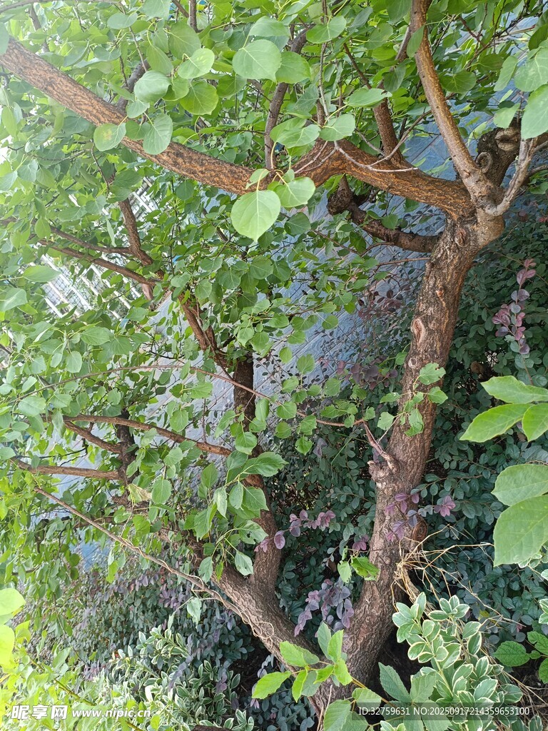 繁茂绿植 