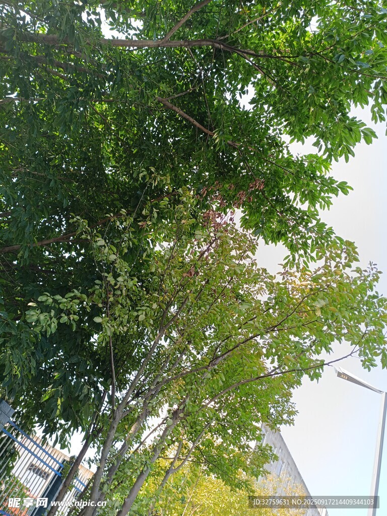 绿树成荫的街道景象