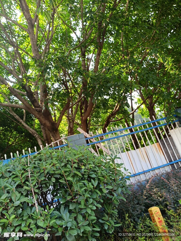 庭院绿植与围栏景致