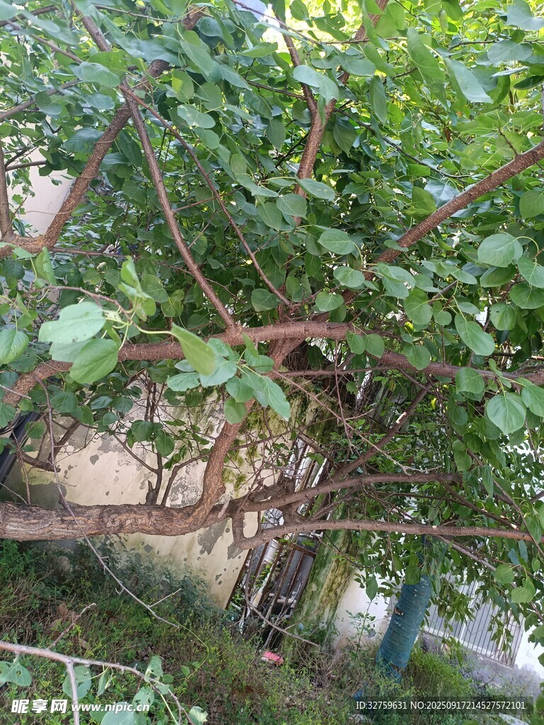 藤蔓缠绕的绿植景观