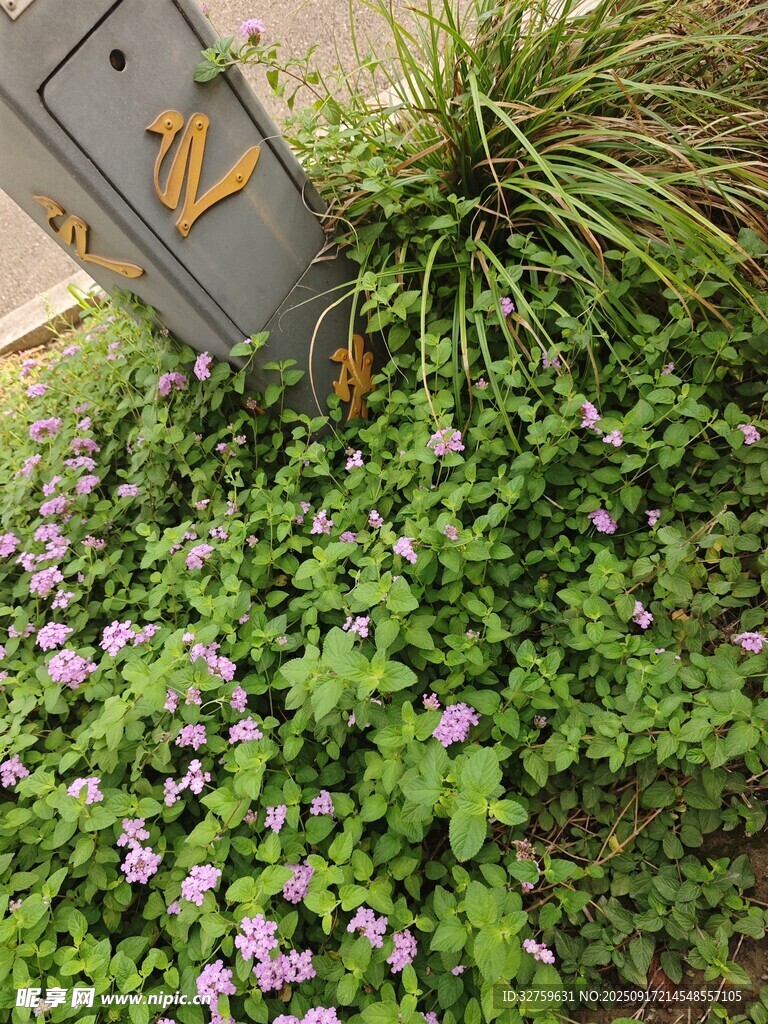 信箱旁绽放的紫色小花