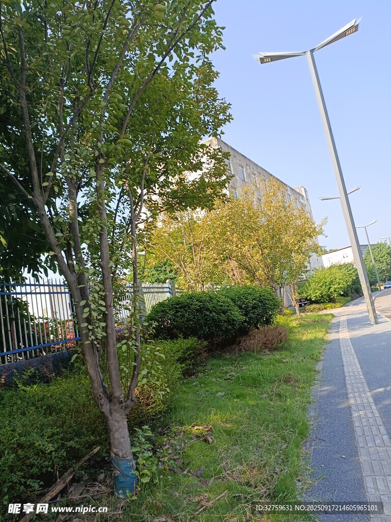 路边绿植与路灯景观