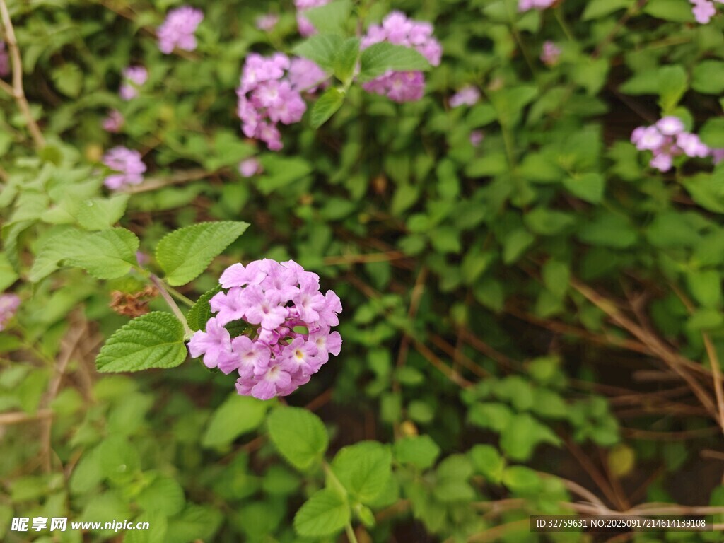 紫色小花绽放于绿叶间