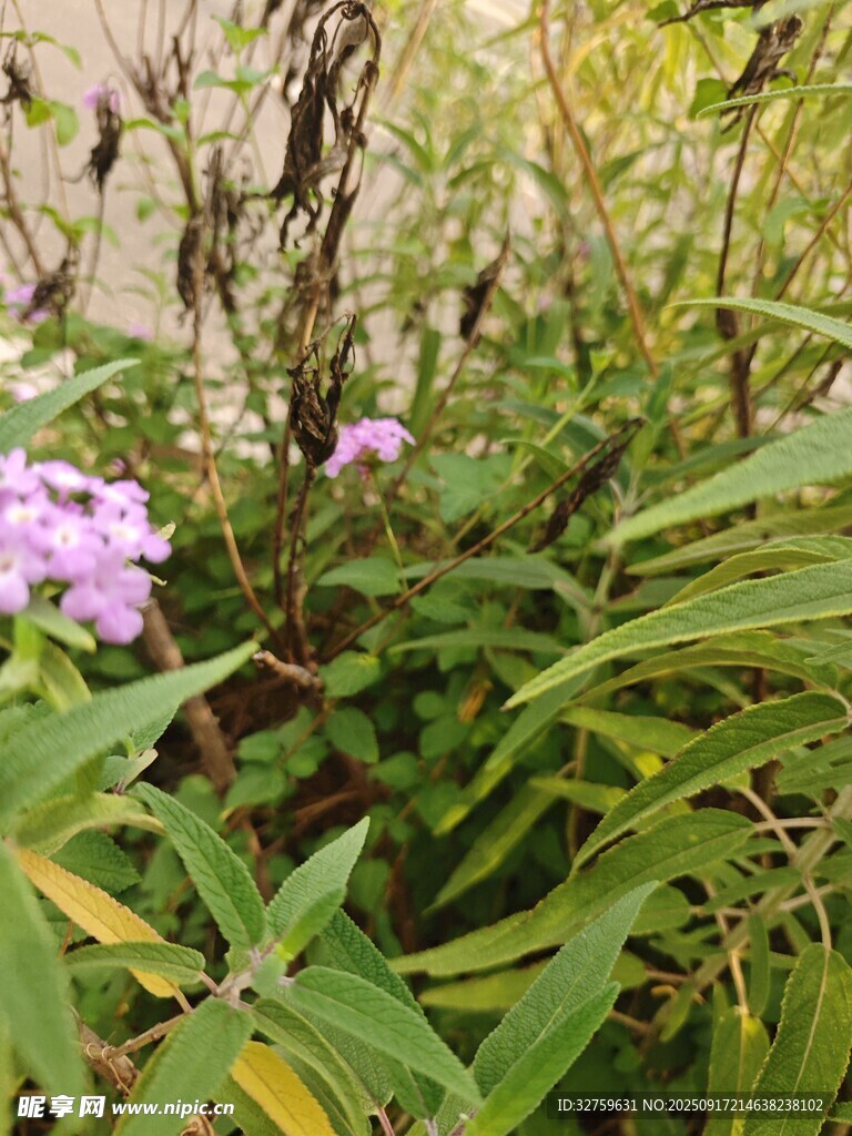 绿叶丛中的紫色小花