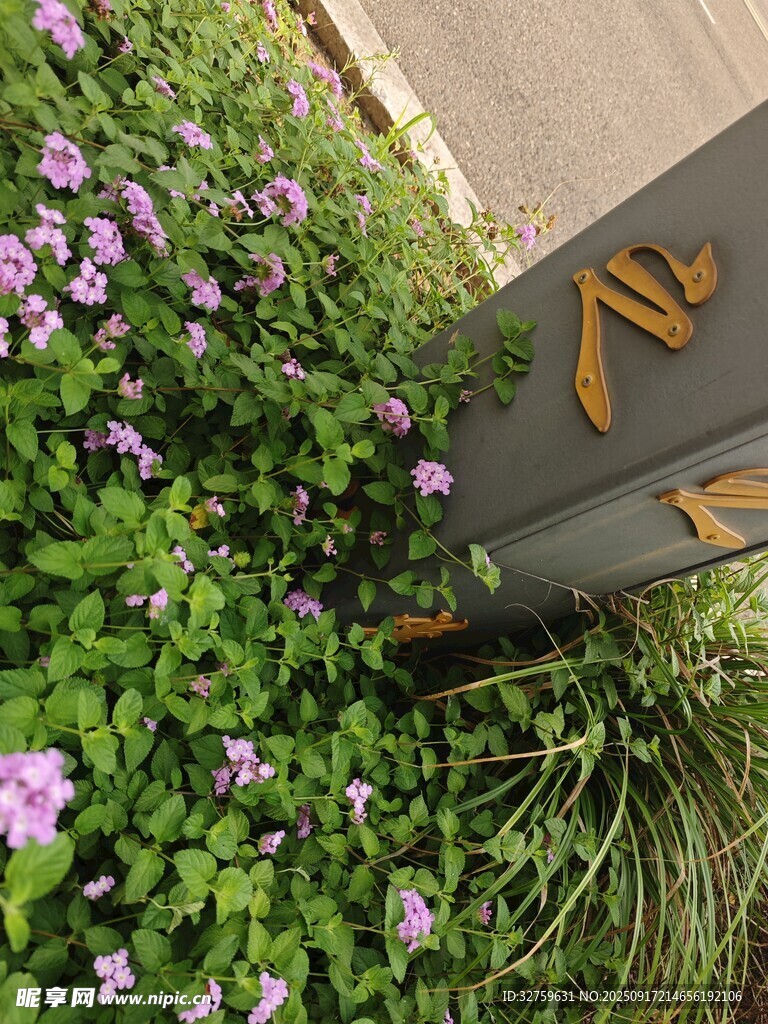 花丛中别致的字母标识
