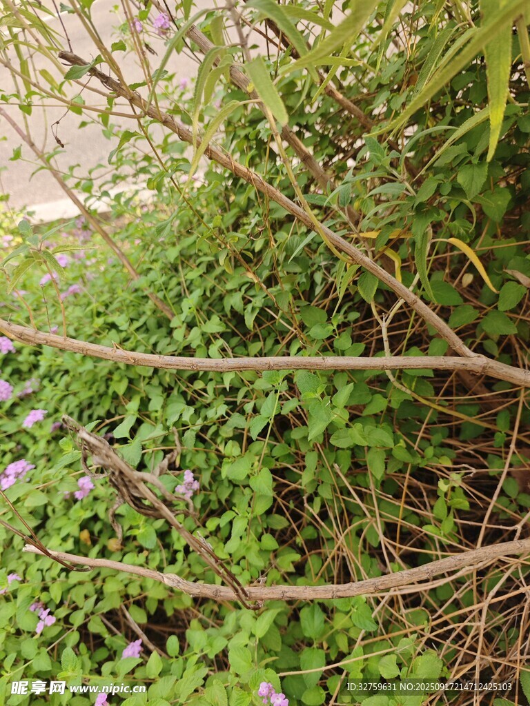 杂乱绿植与交错枝干