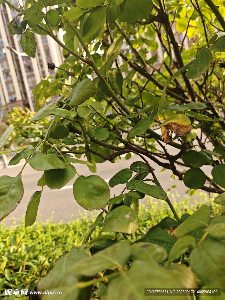 绿叶繁茂的街边植物