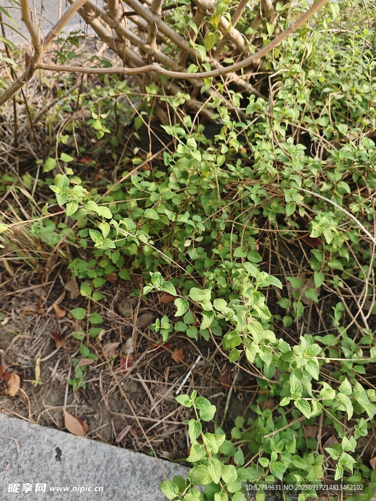路边繁茂绿植景观