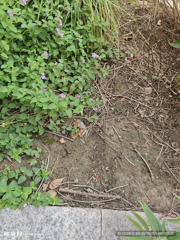 地面绿植与泥土景象