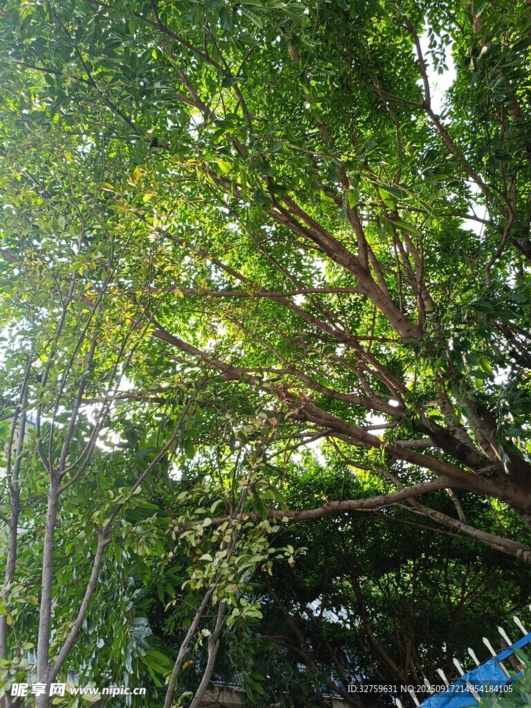 繁茂绿树间的光影景致