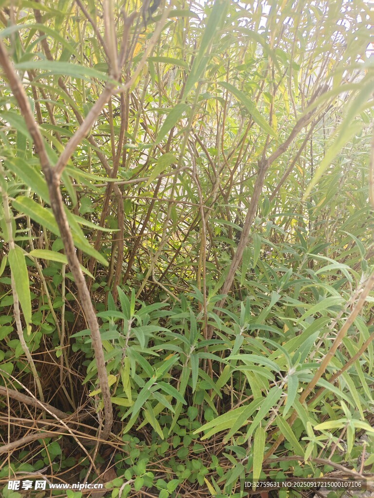 茂密绿植景观