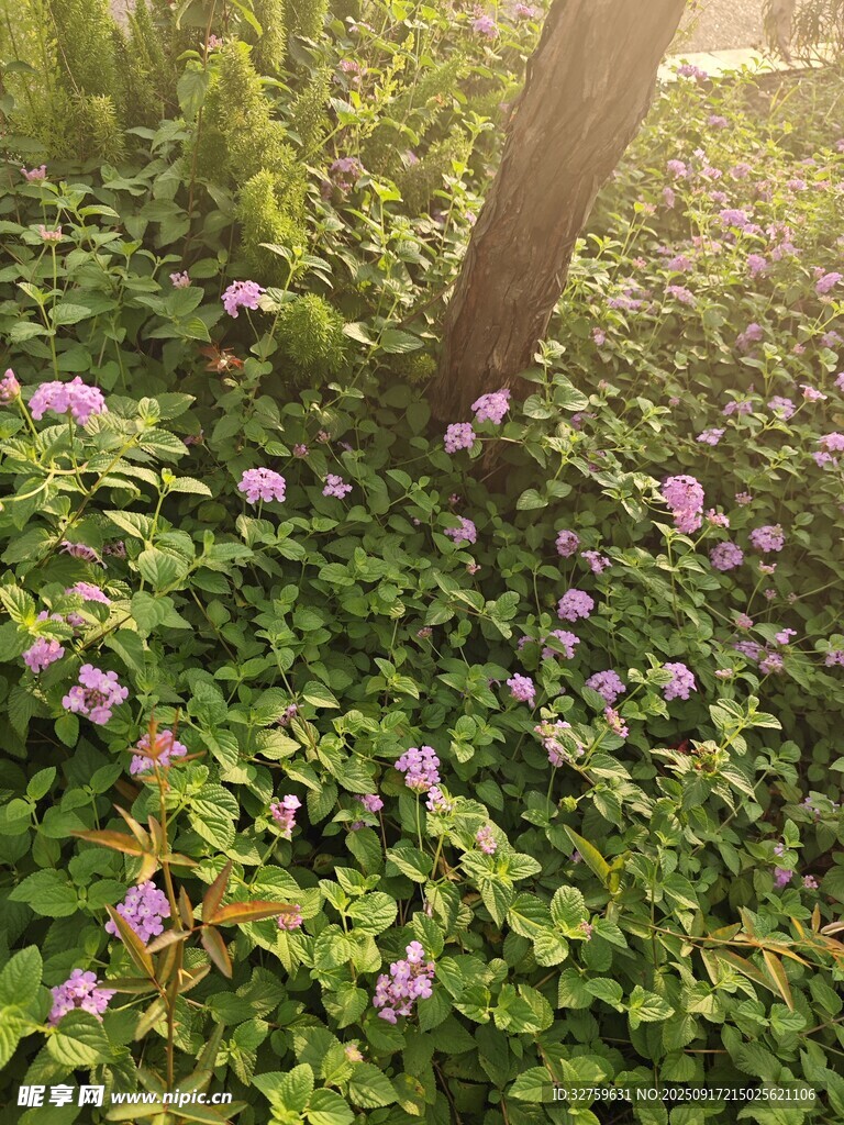 树下繁花绽放的自然美景