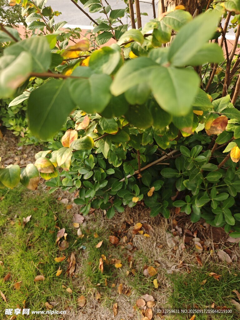 绿叶黄花的植物景象