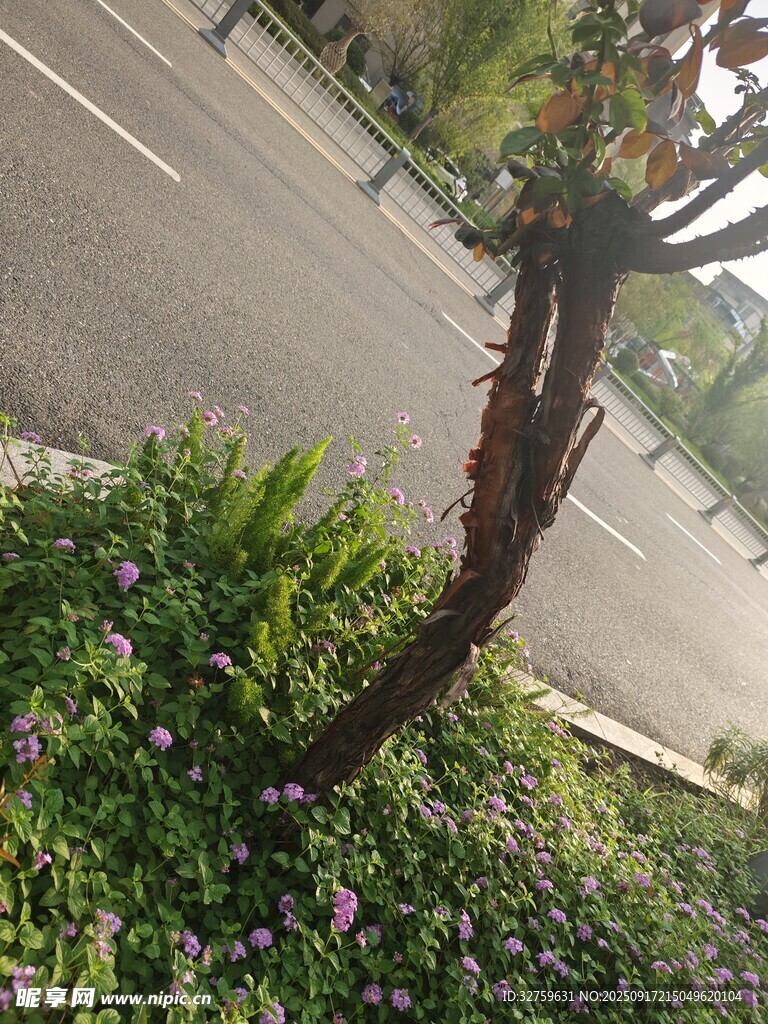 路边弯折树干与紫色小花