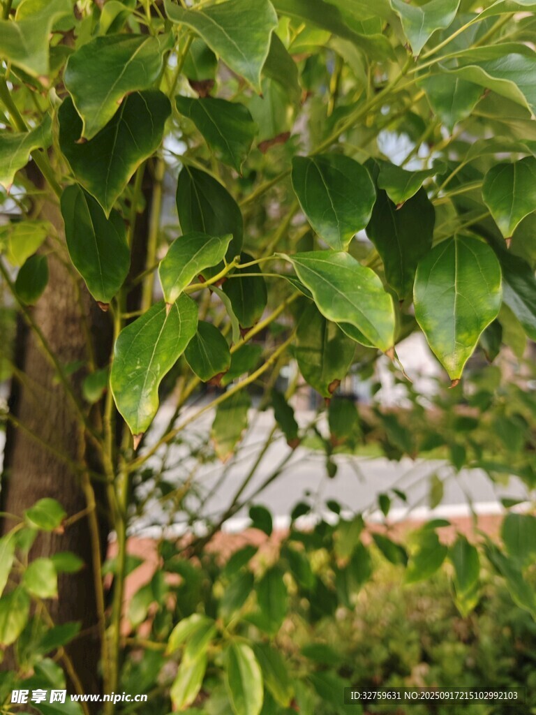 绿叶繁茂的树木景观