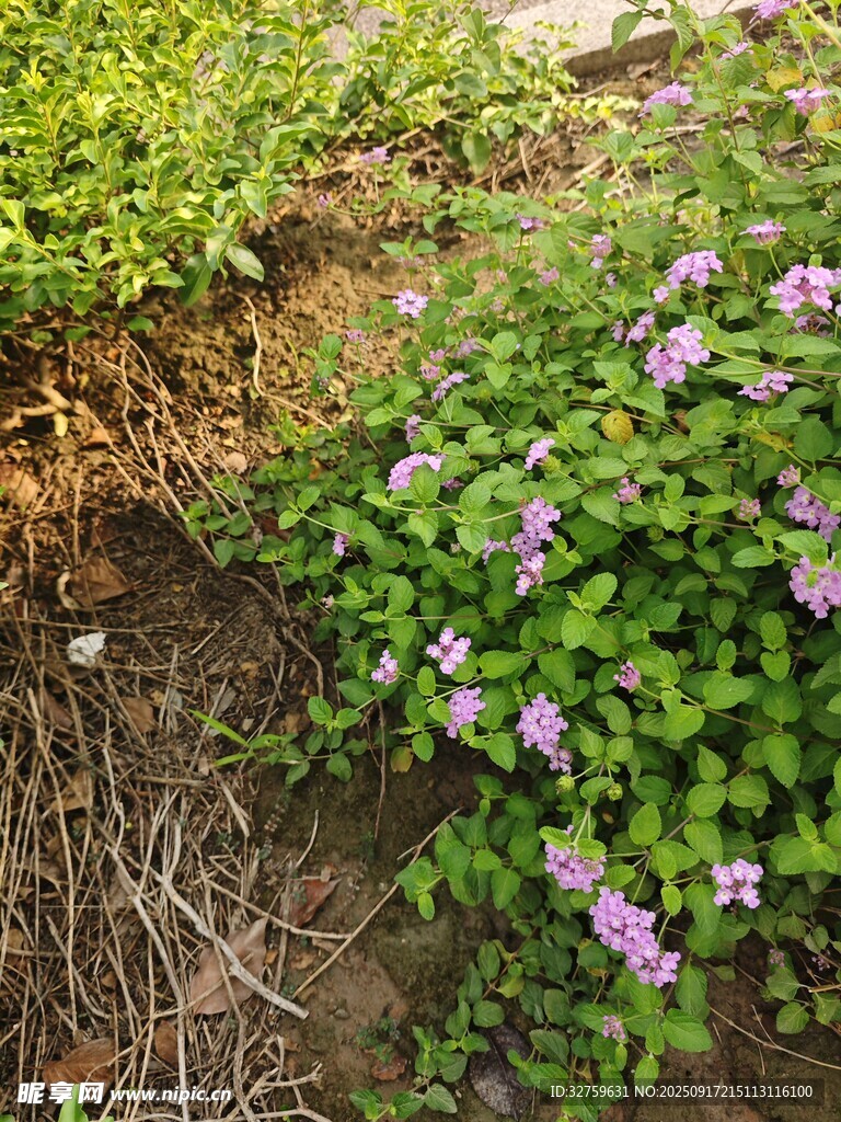 紫色小花绽放于绿植间