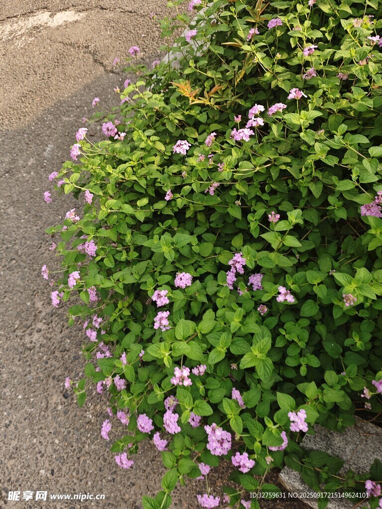 路边繁茂的紫花绿植